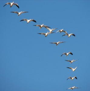 Geese Migration Inspire New Artwork